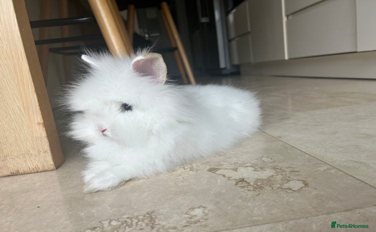 Lionhead rabbits - Advert 2