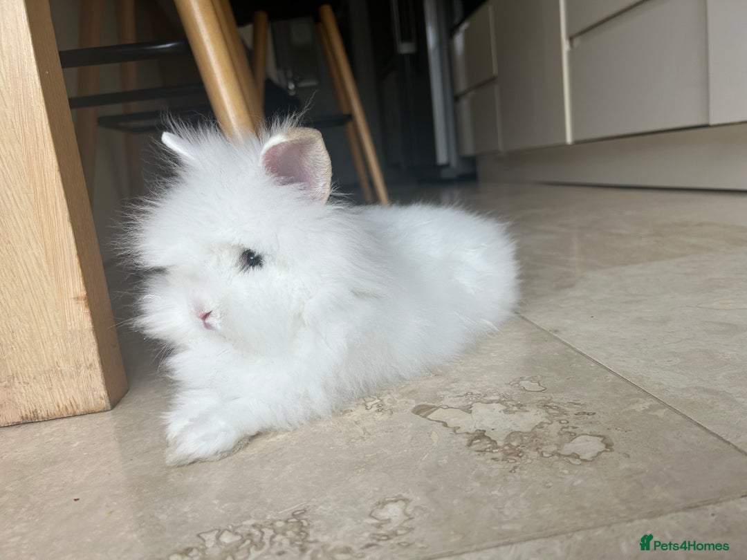 Lionhead rabbits for sale: Lionhead male bunny  - Image 1
