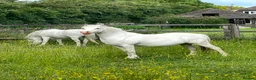 Welsh Section A horses for sale: Registered Welsh Section A Mare and Gelding  in Upminster - Advert 2