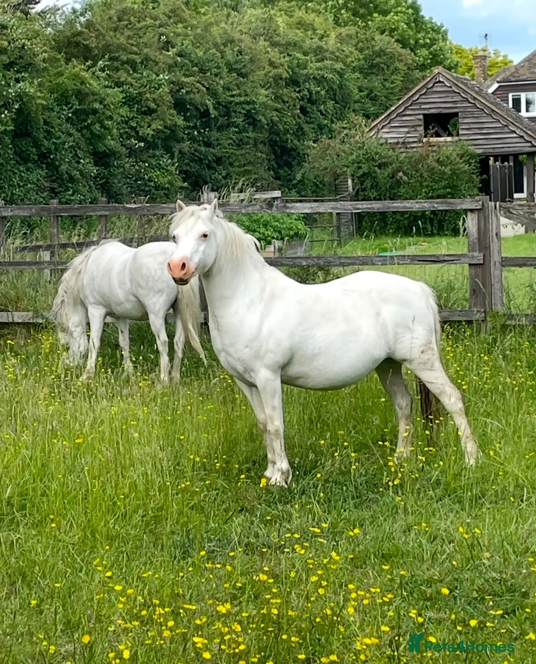 Welsh Section A horses for sale: Registered Welsh Section A Mare and Gelding  in Upminster - Advert 2