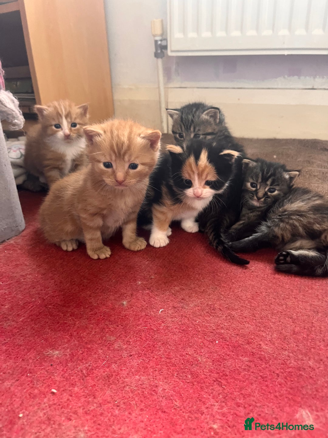 Persian cats for sale: only 1 tabby left and all gone sorry!. in Saint Helens - Image 2