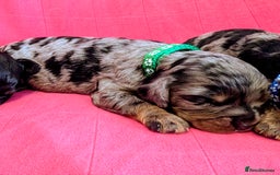Cavapoo dogs for sale: Beautiful Phantom Merle and Phantom Cavapoos - Image 19