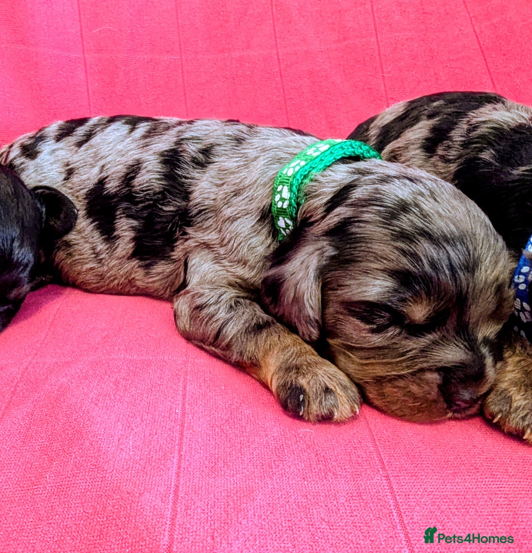 Cavapoo dogs for sale: Beautiful Phantom Merle and Phantom Cavapoos - Image 19