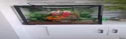 Gecko reptiles for sale: Chahoua gecco - Advert 4