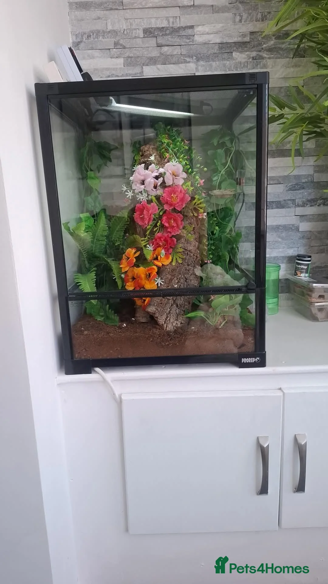 Gecko reptiles for sale: Chahoua gecco - Advert 4