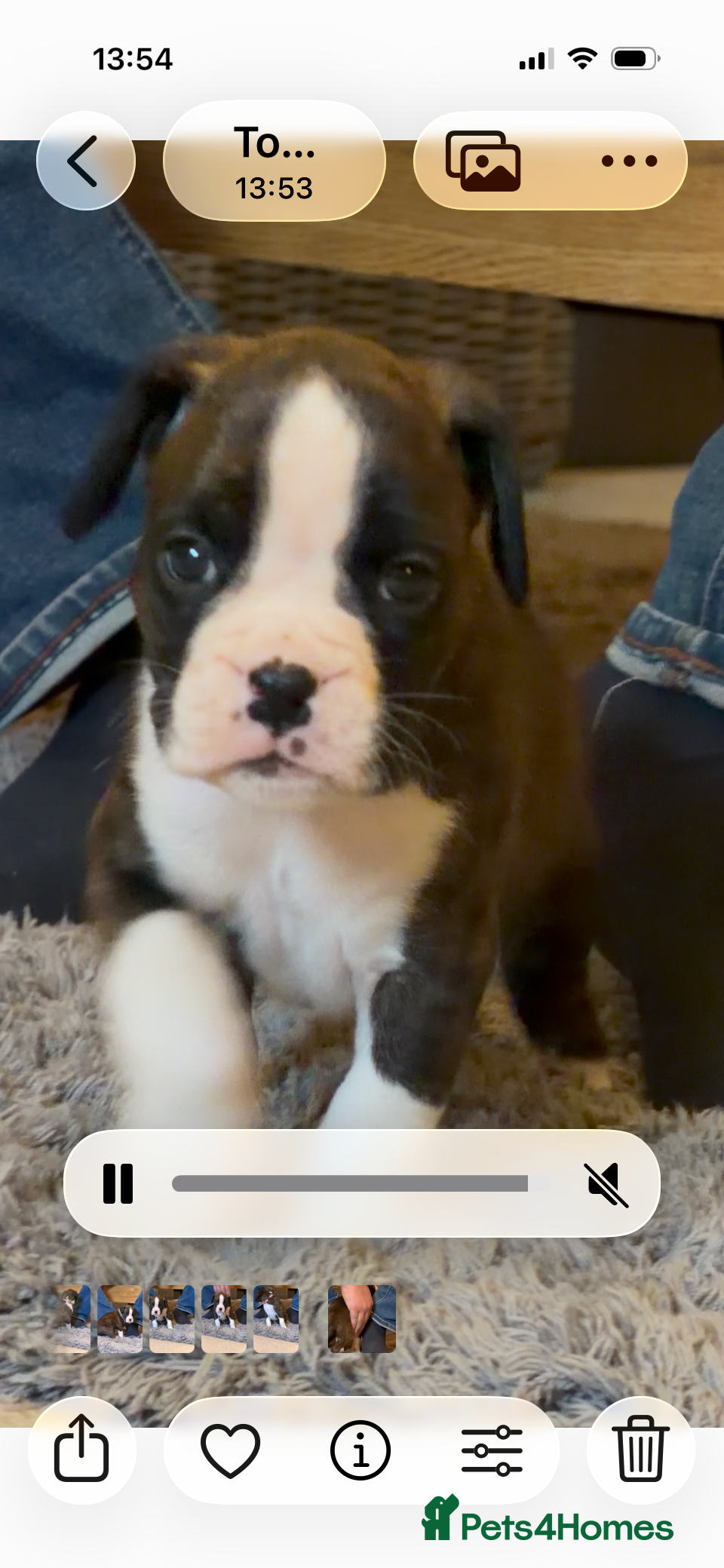 Boxer dogs Last 3 adorable KC registered boxer puppies  - Advert 5