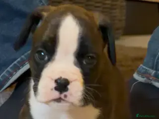 Boxer dogs Last 3 adorable KC registered boxer puppies - Advert 5