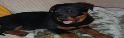 Rottweiler dogs for sale: 11 week old rottweiler bitch for sale £900 in Wakefield - Advert 4