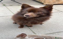 Pomsky dogs for stud: Chocolate Pomsky for Stud  - Image 1