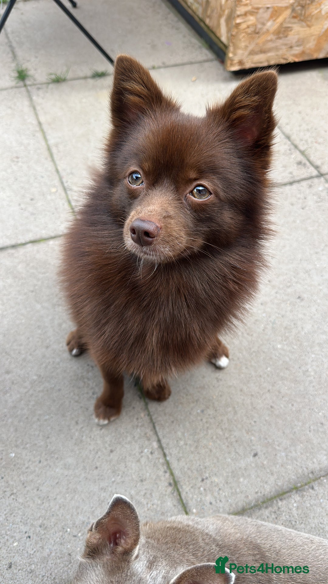 Pomsky dogs for stud: Chocolate Pomsky for Stud  - Image 1