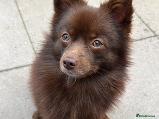 Pomsky dogs - Advert 1