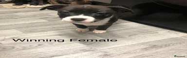 Staffordshire Puppy 