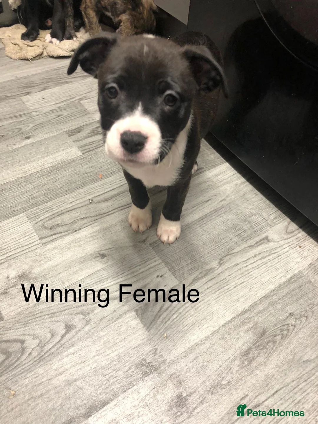 Mixed Breed dogs for sale: 3 Female Staffordshire Bull Terrier  in Manchester - Advert 2