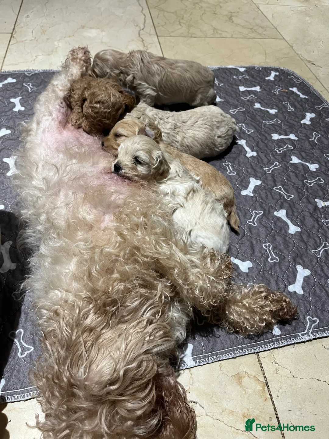 Maltipoo dogs for sale: Pure Maltipoo Puppies   - Advert 2