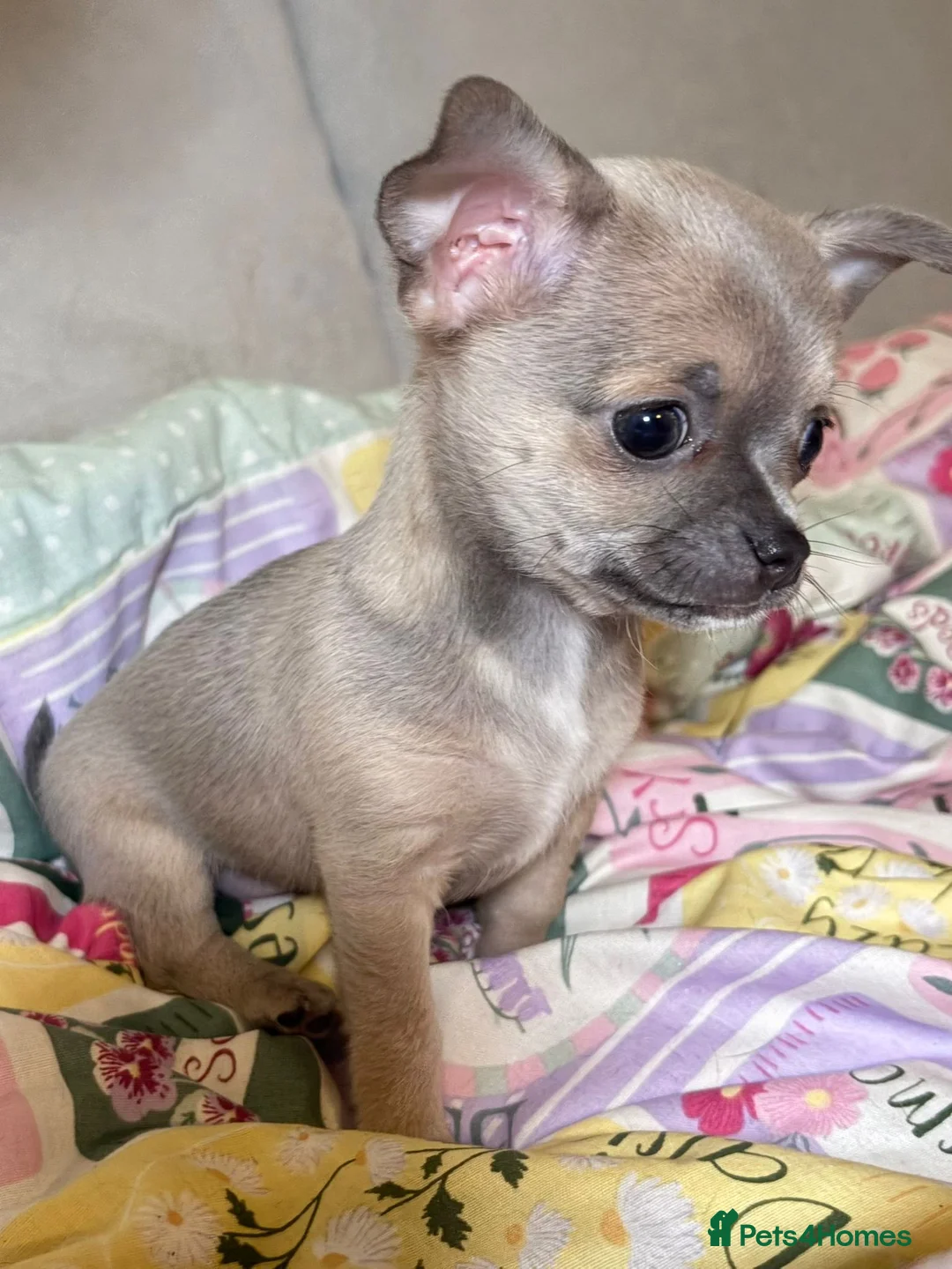Chihuahua dogs for sale: Chihuahua Puppies💝 - Advert 13