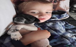 Jack Russell dogs for sale: Jack rusell - Image 7
