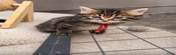 Ragcoon cats for sale: Beautiful Ragcoon kittens 🐾  - Advert 18