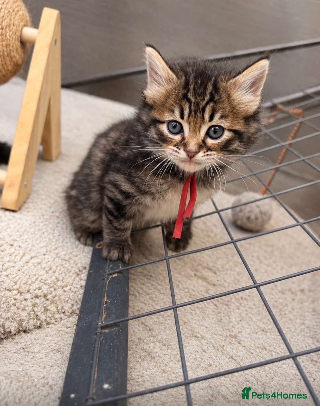 Ragcoon cats for sale: Beautiful Ragcoon kittens 🐾  - Advert 18