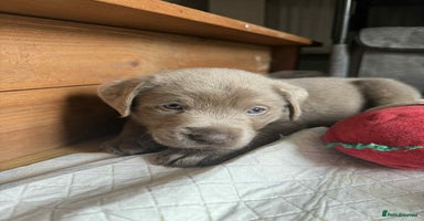 Labrador Retriever dogs in Wantage - Advert 3