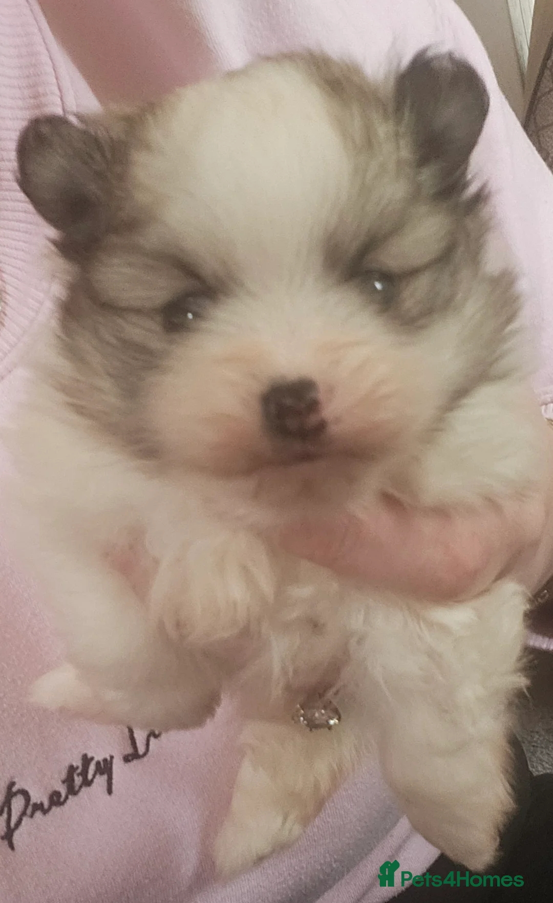 Pomeranian dogs for sale: Beautiful teddy bear pomeranian boy  - Advert 6