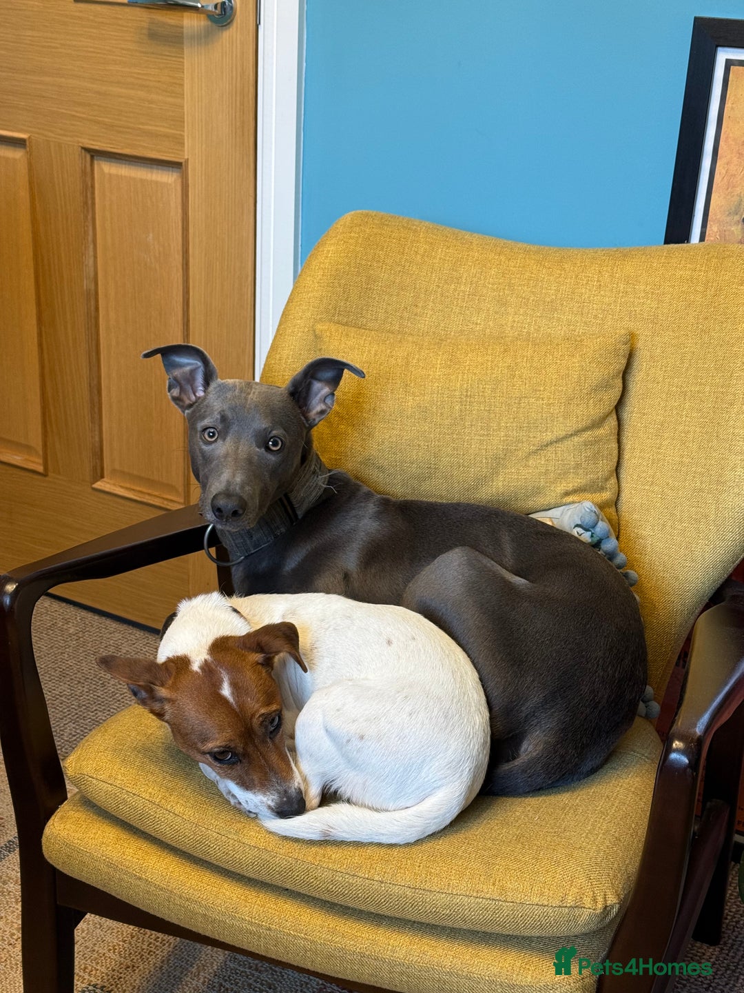 Mixed Breed dogs for sale: Beautiful Whippet Cross in need of new home- Free - Advert 3