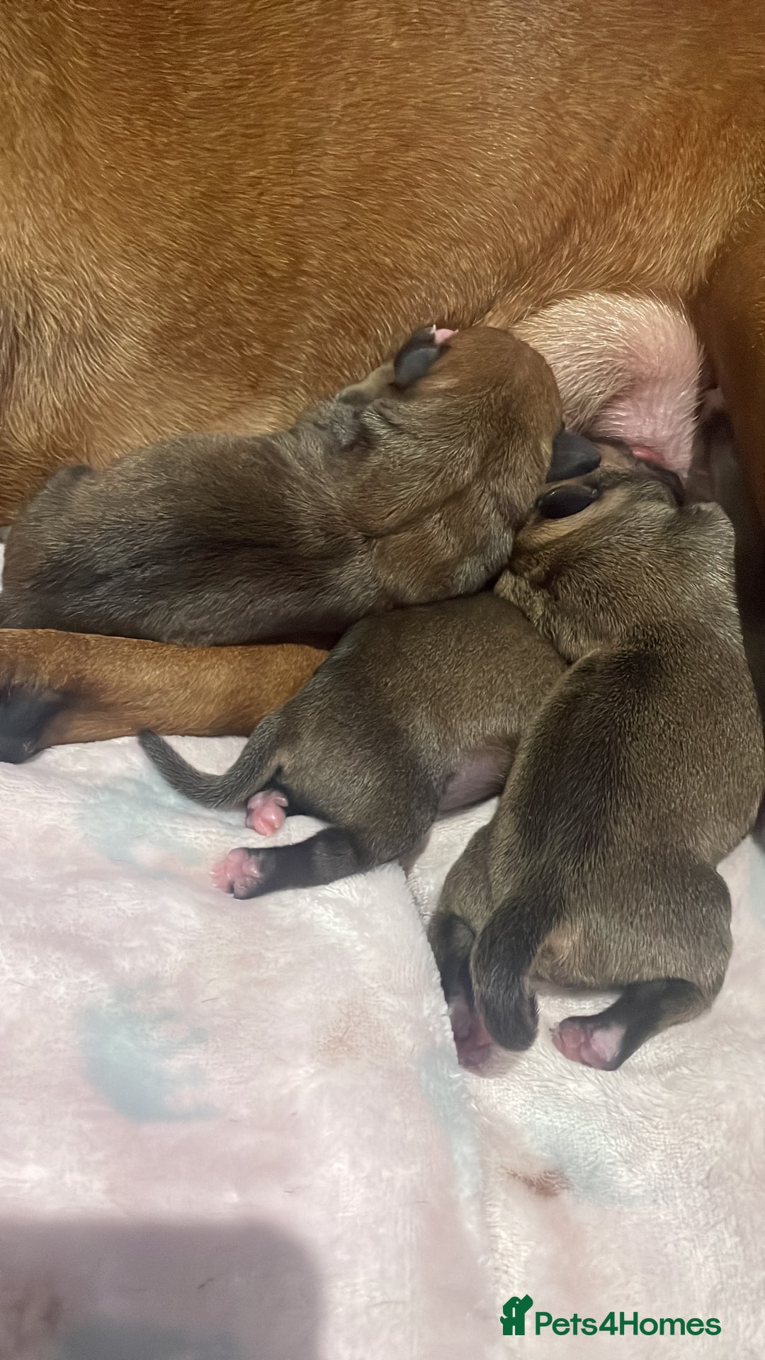 Staffordshire Bull Terrier dogs for sale: Beautiful chunky red staffys  - Advert 3