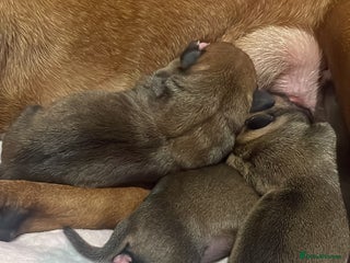 Staffordshire Bull Terrier dogs Beautiful chunky red staffys - Advert 17