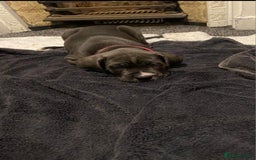 Cane Corso dogs for sale: 1 boy 2 girls remaining  - Image 8