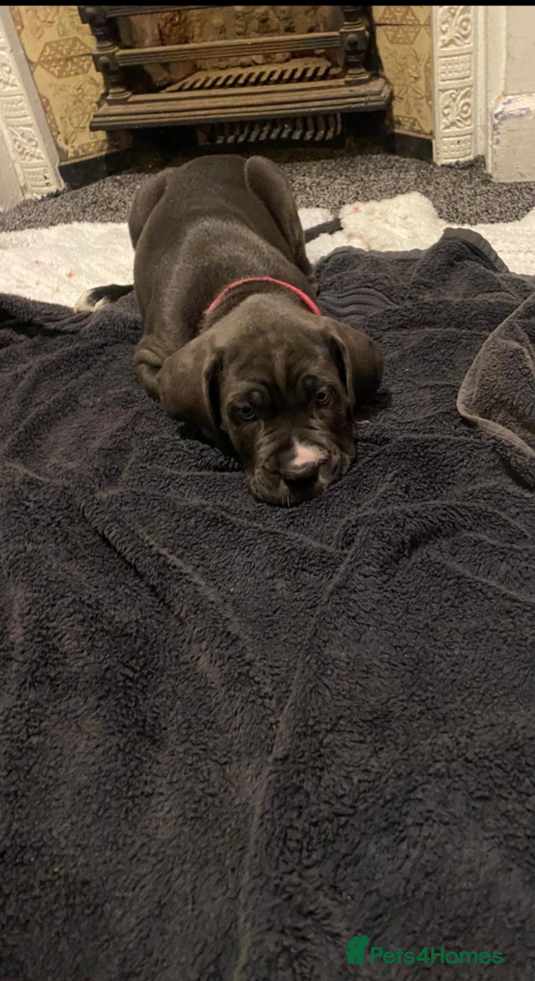Cane Corso dogs for sale: 1 boy 2 girls remaining  - Image 8