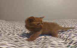 British Shorthair cats for sale: British shorthair kittens and scotish fold  - Image 9
