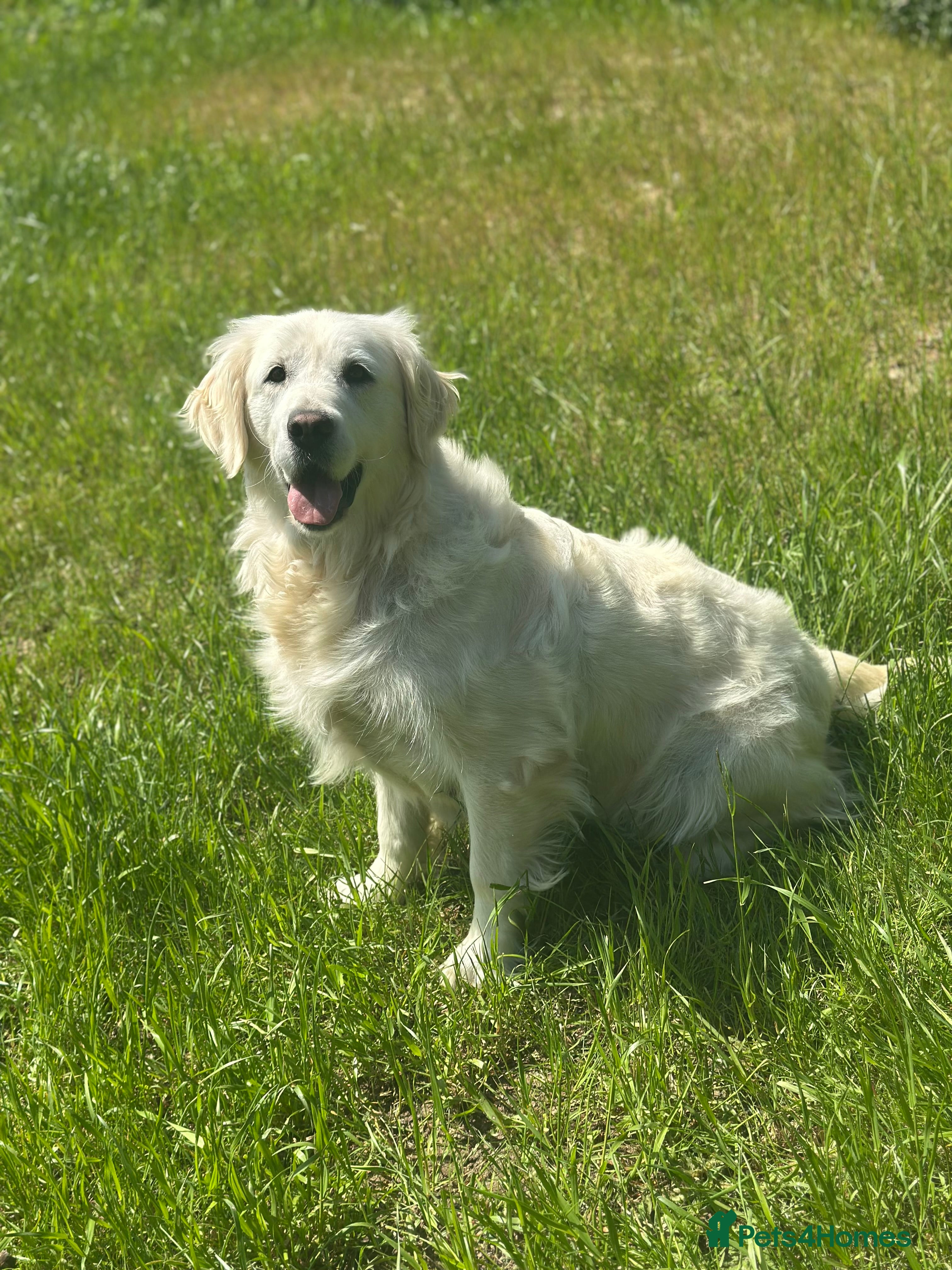 Golden Retriever dogs 7 year old cream Goldie girl  - Advert 5
