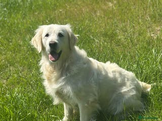 Golden Retriever dogs 7 year old cream Goldie girl - Advert 1