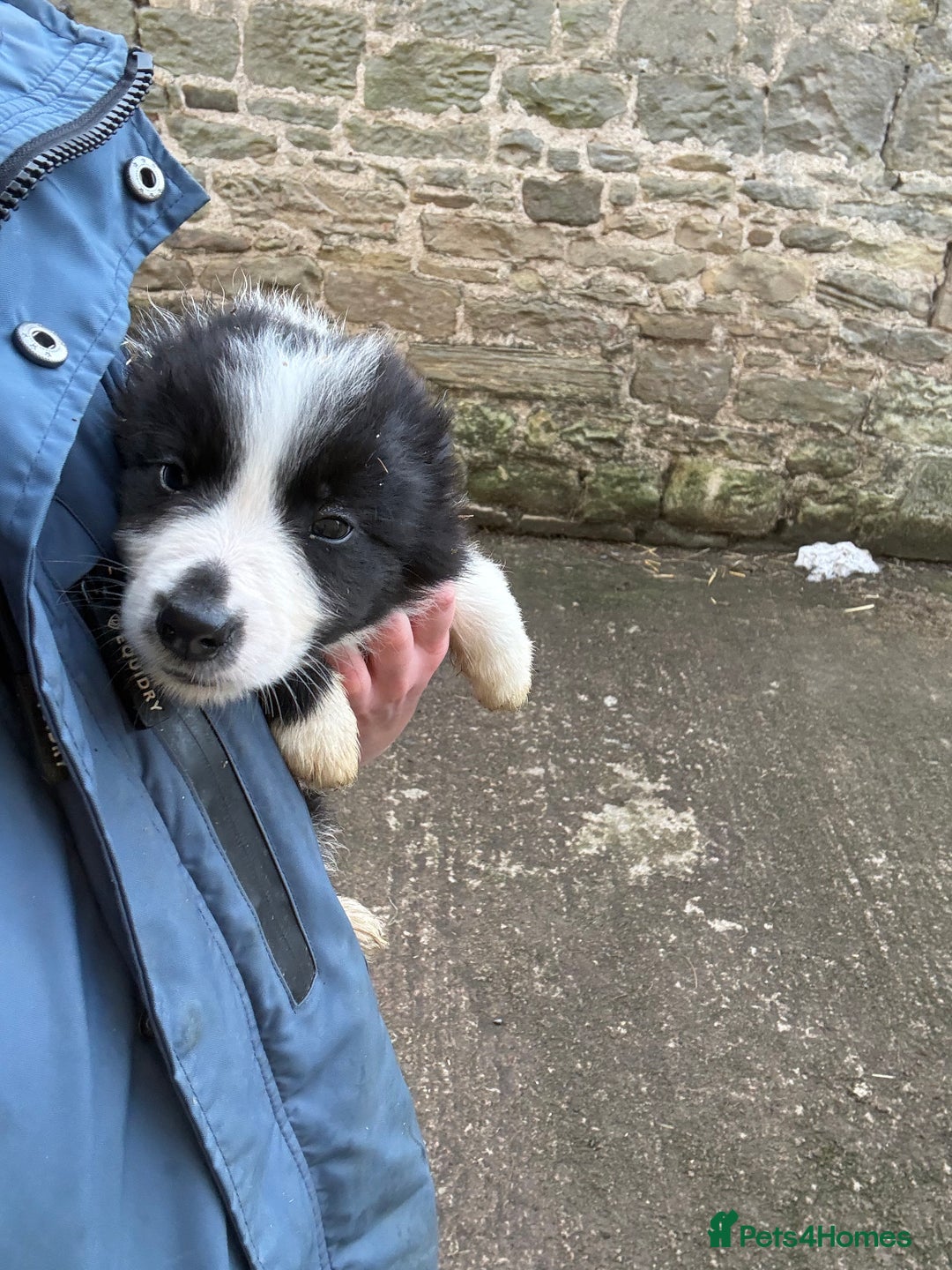 Smooth Collie dogs for sale: Working Collie Puppies  - Advert 2