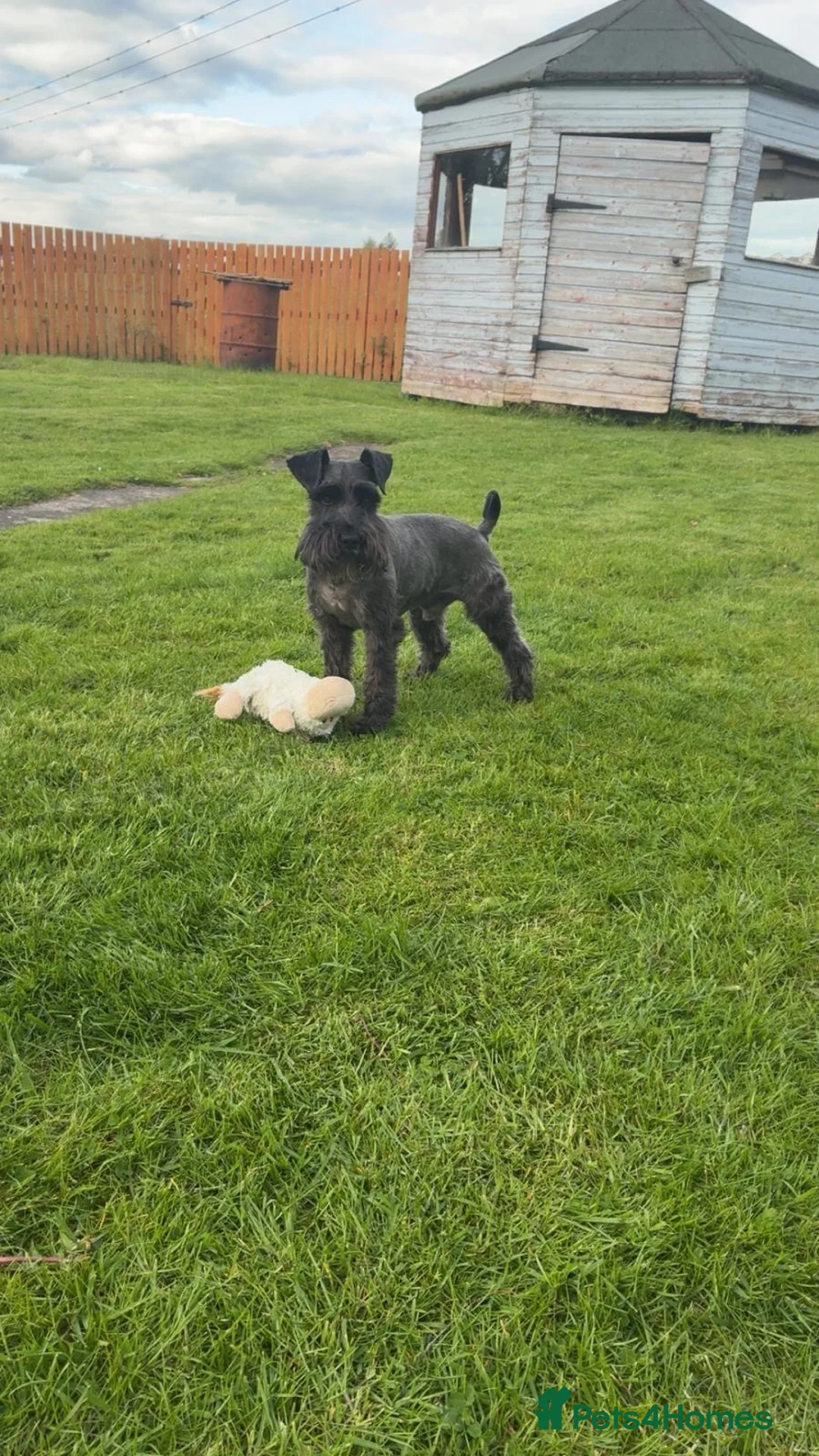 Miniature Schnauzer dogs for sale: Miniature Schnauzer Dog in Lanark - Advert 4
