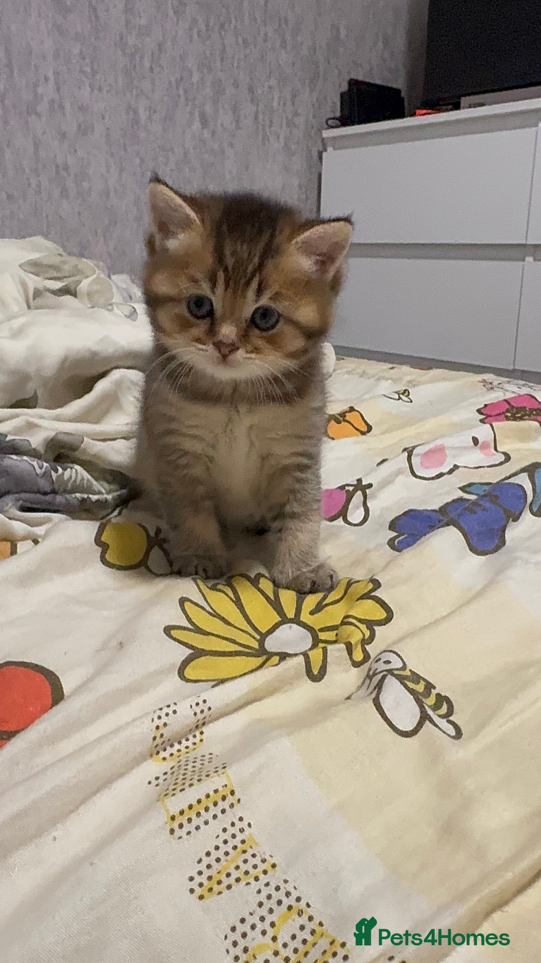 British Shorthair cats for sale: British shorthair - Advert 7