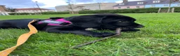 Springador dogs for sale: Happy chappy Springador looking for forever home  in Newquay - Advert 13
