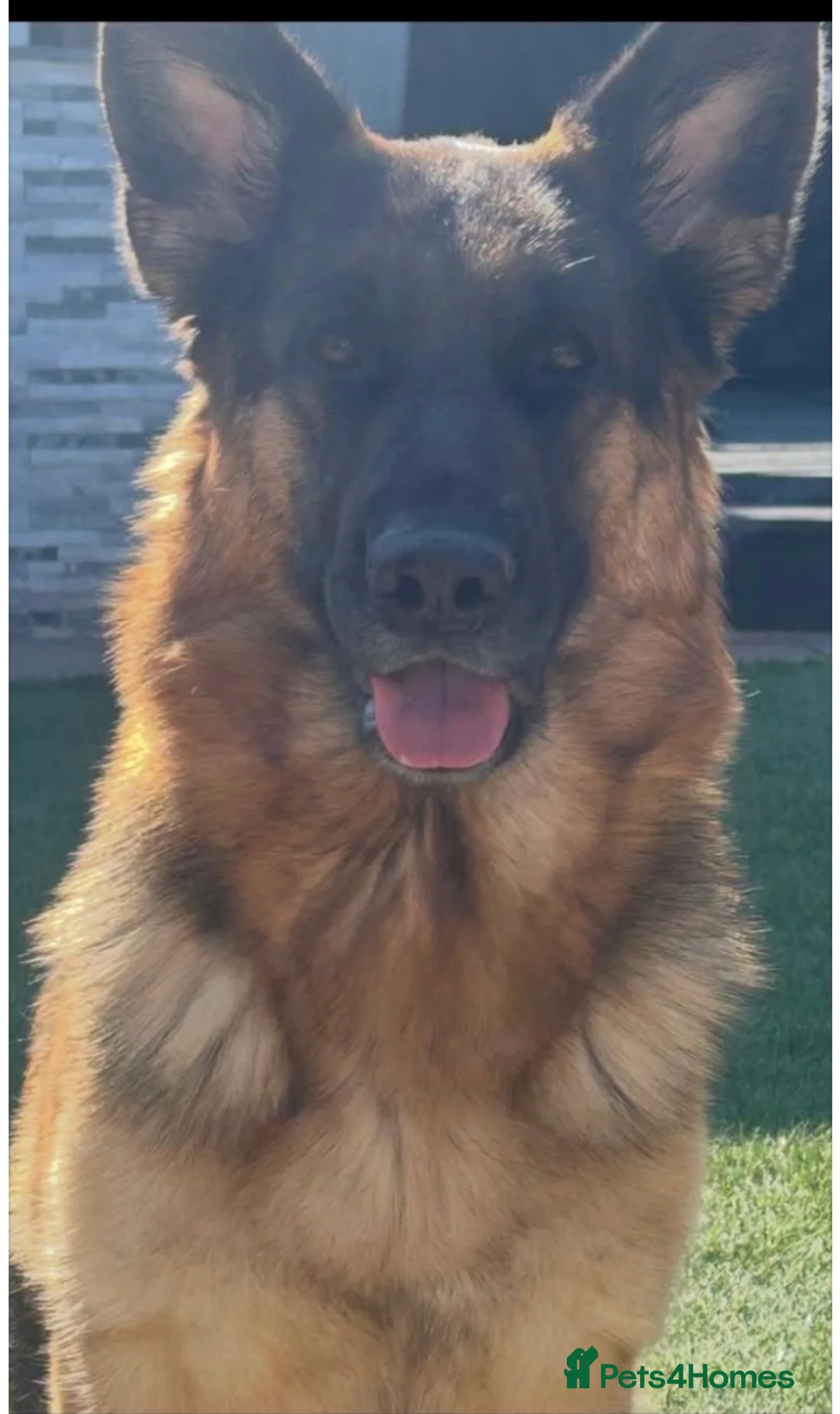 German Shepherd dogs for sale: 🐾Beautiful kc reg German shepherd pups 🐾 in Canvey Island - Advert 1