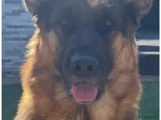 German Shepherd dogs 🐾Beautiful kc reg German shepherd pups 🐾 - Advert 2