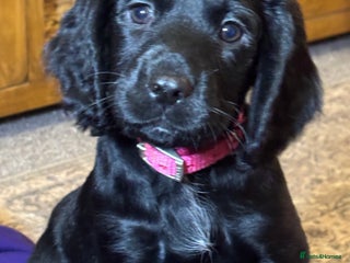 Cocker Spaniel dogs Working Cocker Spaniel - Advert 16