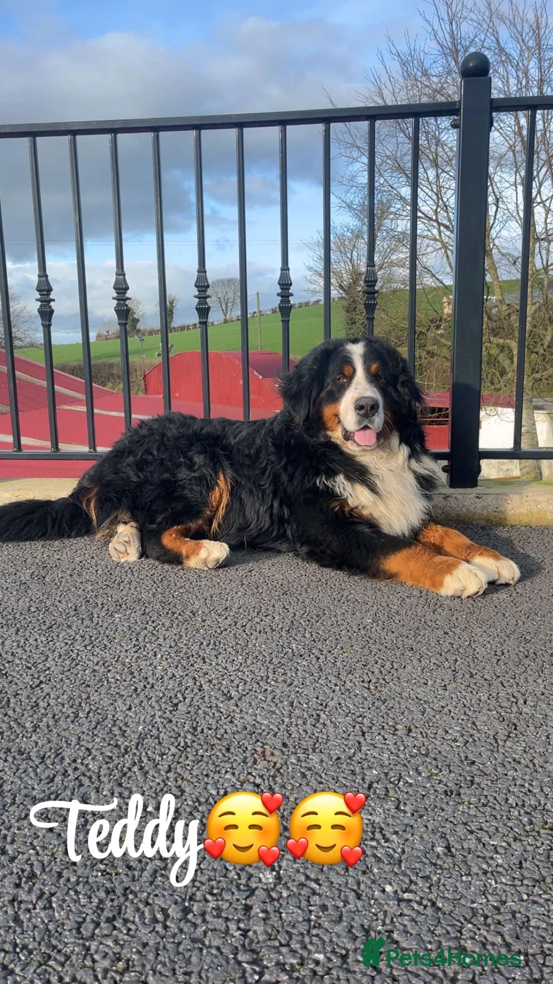 Bernese Mountain Dog dogs for stud: Teddy For Stud  in Armagh - Advert 2