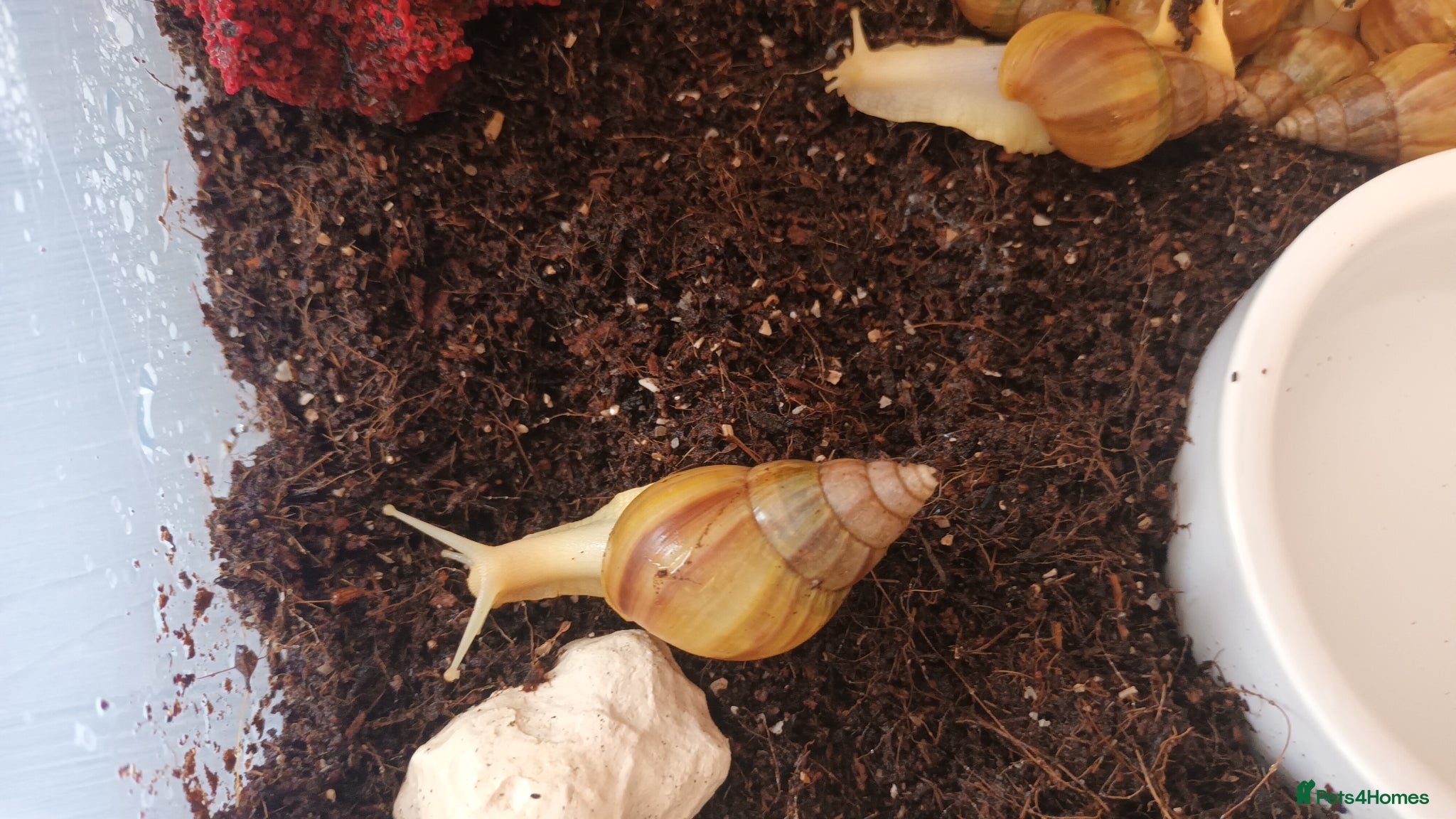 Snails invertebrates Giant 'retic' african land snails - Advert 11