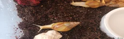 Snails invertebrates for sale: Giant 'Achatina Fulica' african land snails - Advert 1
