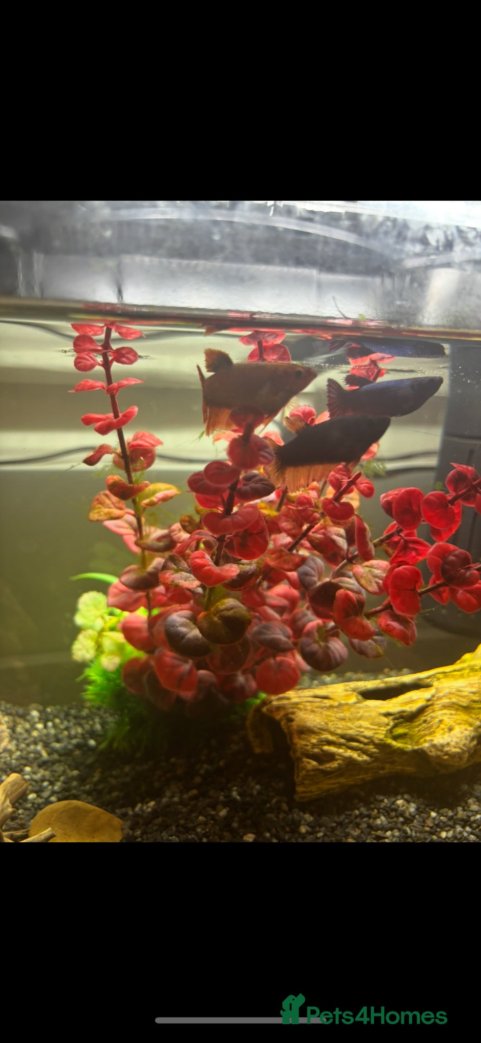 Bettas fish 3 bettas, 5 neon tetras, one clown pleco - Advert 10