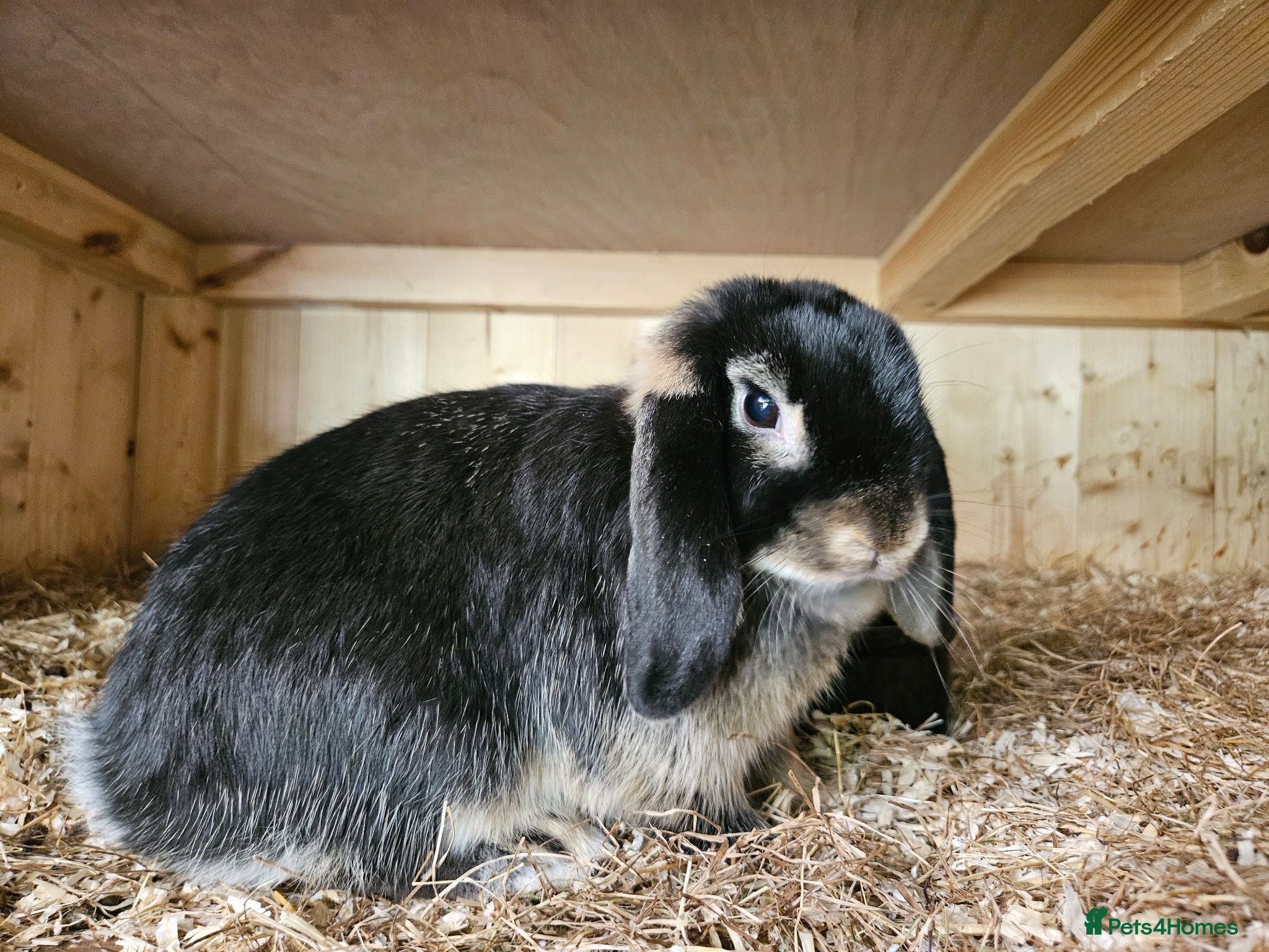 Mini Lop rabbits Pure Mini lop Doe  . Vaccinated  - Advert 14