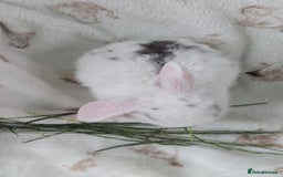 Mini Lop rabbits for sale: Mini lops  - Image 3