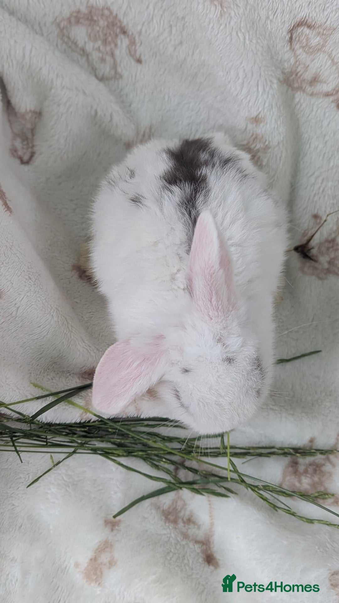 Mini Lop rabbits for sale: Mini lops  - Image 3