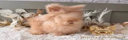 Angora rabbits for sale: 3 BEAUTIFUL VACCINATED ANGORAS READY NOW - Advert 8