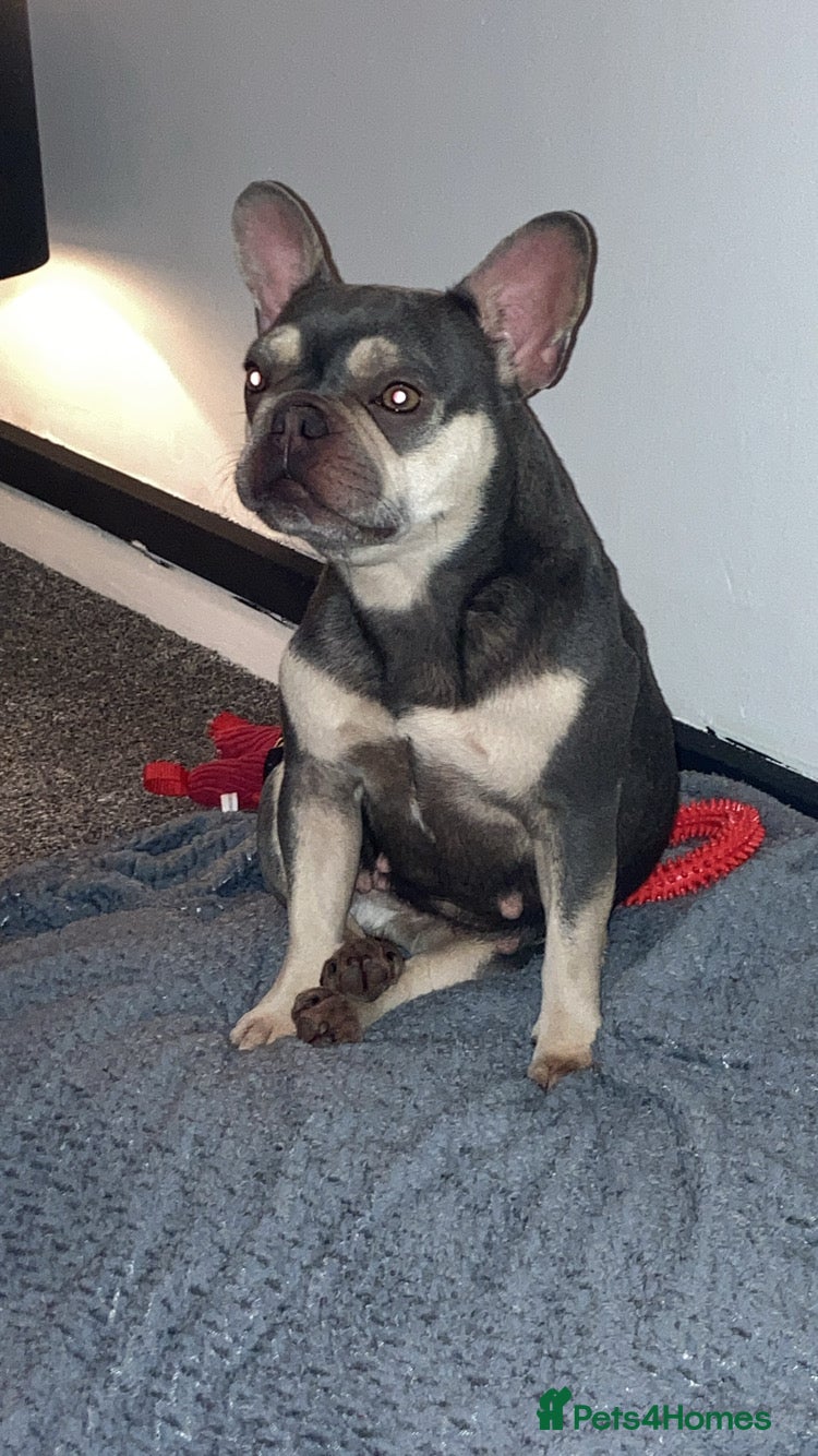 French Bulldog dogs Kennel club registered lilac French bulldog - Advert 17