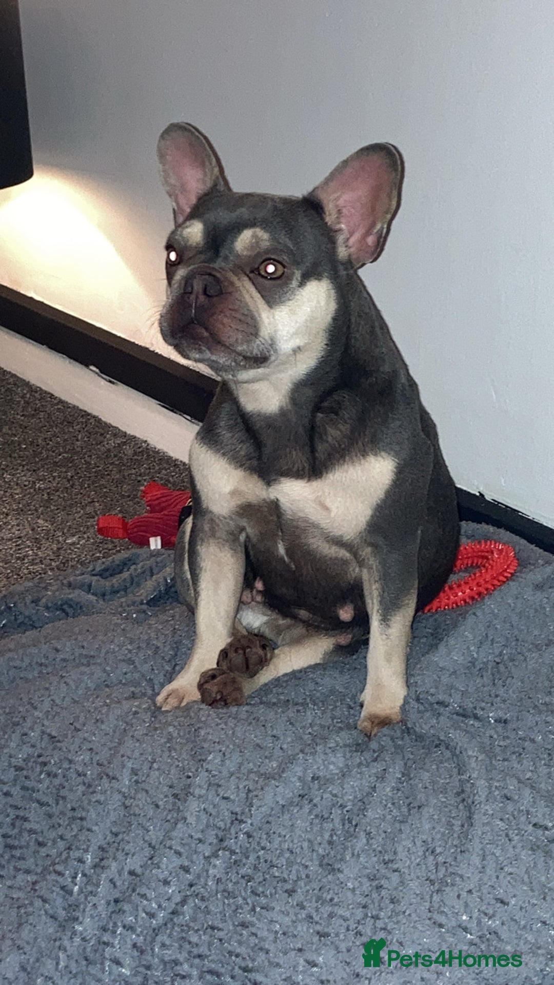 French Bulldog dogs for sale: Kennel club registered lilac French bulldog - Advert 1