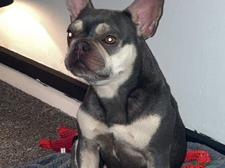 French Bulldog dogs Kennel club registered lilac French bulldog - Advert 1